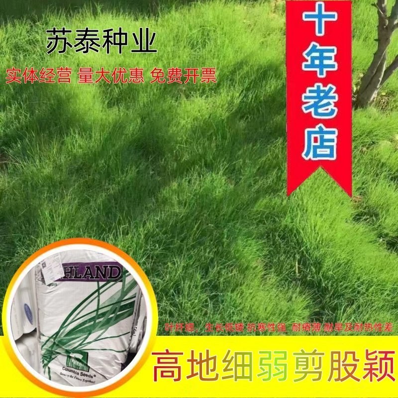 进口细弱剪股颖草籽庭院别墅绿化小区耐践踏高尔夫草坪种子