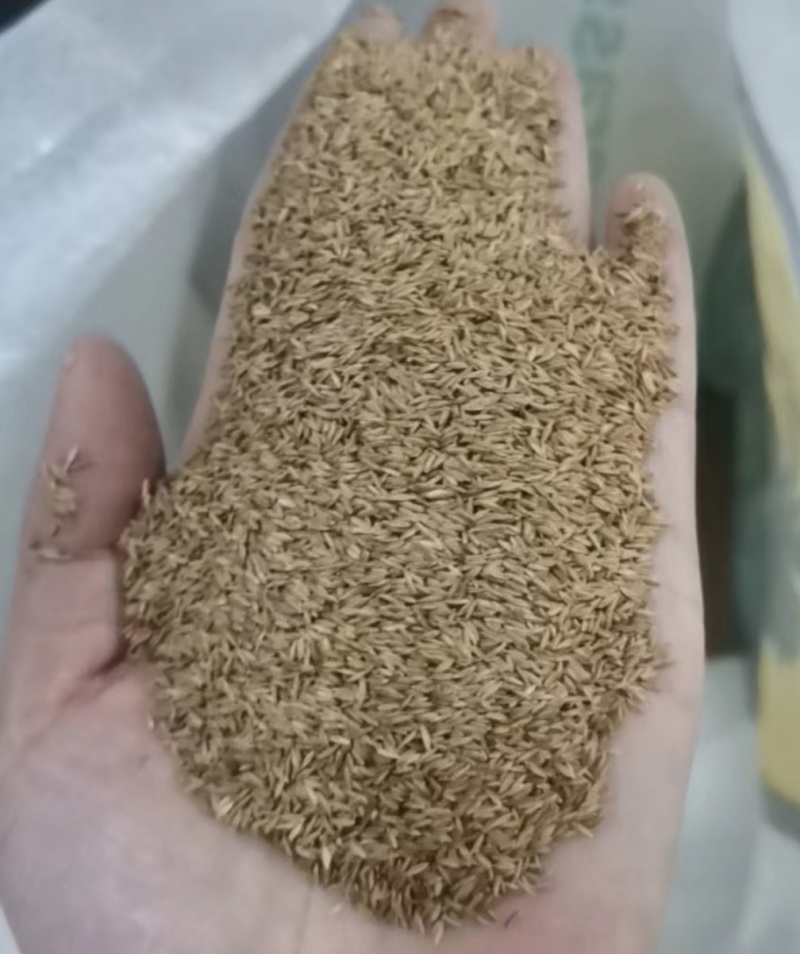 进口细弱剪股颖草籽庭院别墅绿化小区耐践踏高尔夫草坪种子