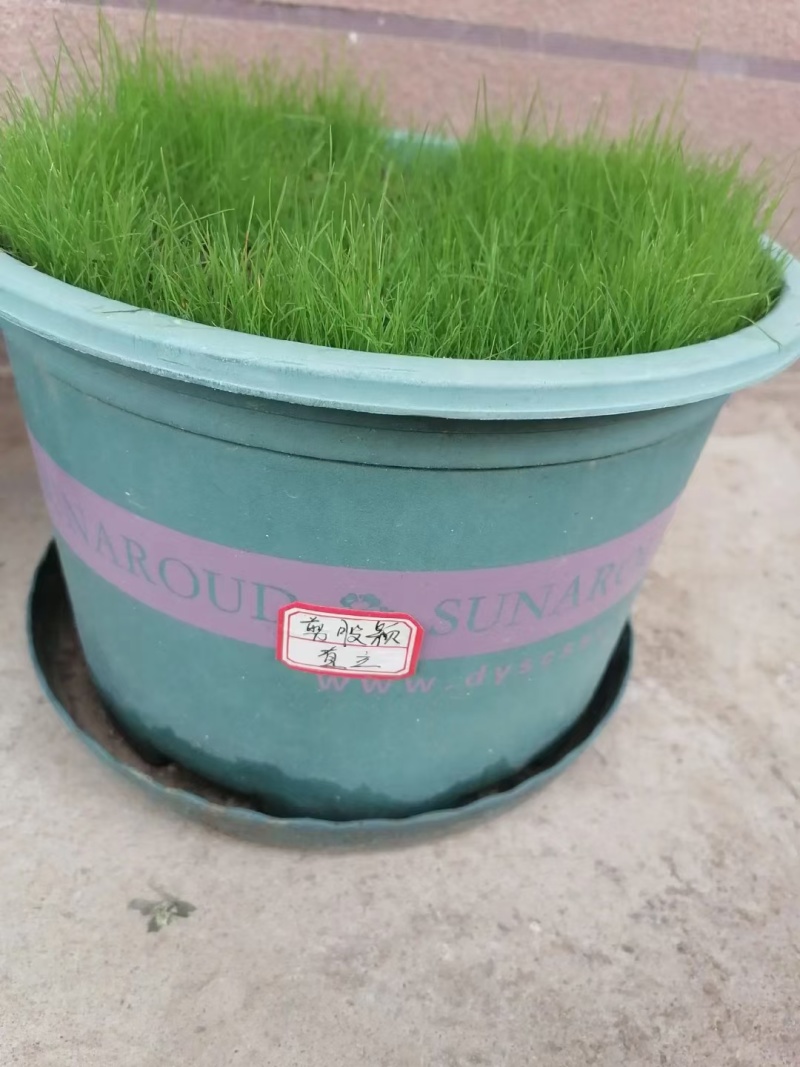 进口细弱剪股颖草籽庭院别墅绿化小区耐践踏高尔夫草坪种子
