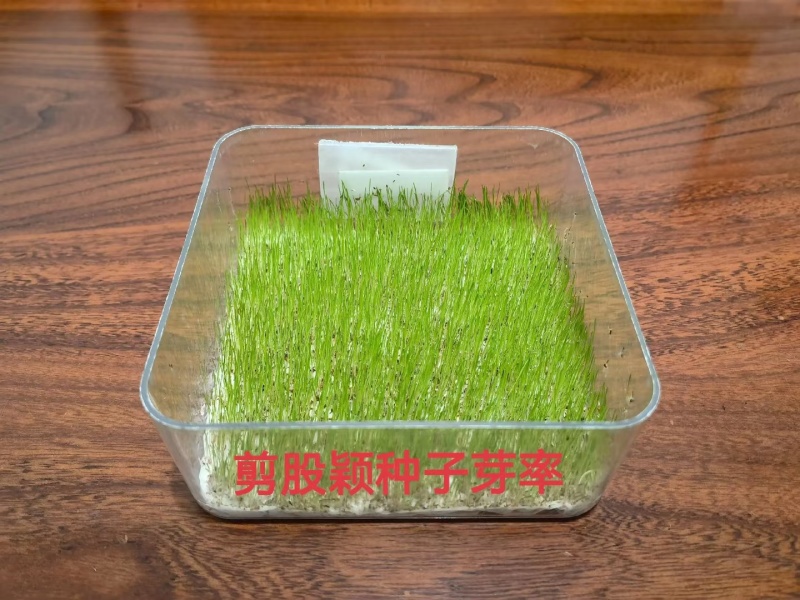 进口细弱剪股颖草籽庭院别墅绿化小区耐践踏高尔夫草坪种子