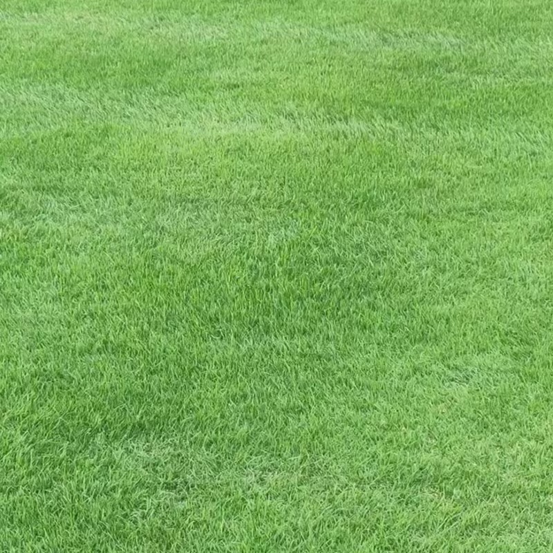 进口细弱剪股颖草籽庭院别墅绿化小区耐践踏高尔夫草坪种子