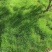 进口细弱剪股颖草籽庭院别墅绿化小区耐践踏高尔夫草坪种子