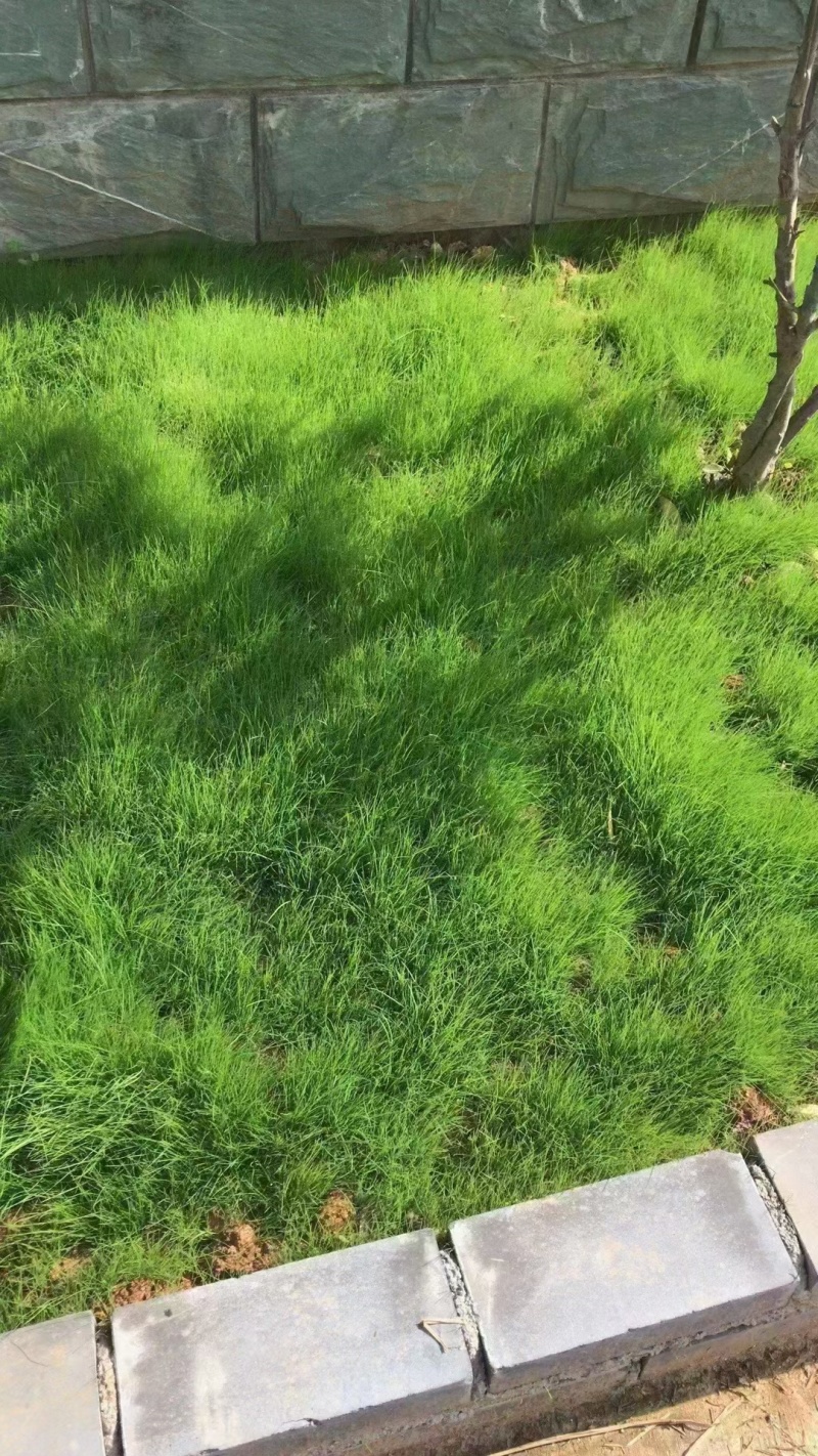 进口细弱剪股颖草籽庭院别墅绿化小区耐践踏高尔夫草坪种子