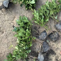 海桐基地，杯苗地苗，色泽鲜艳，植株健壮，各种规格齐全