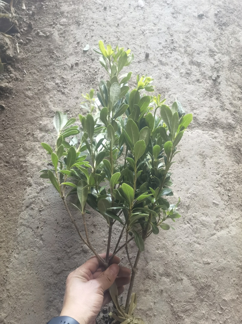 海桐基地，杯苗地苗，色泽鲜艳，植株健壮，各种规格齐全