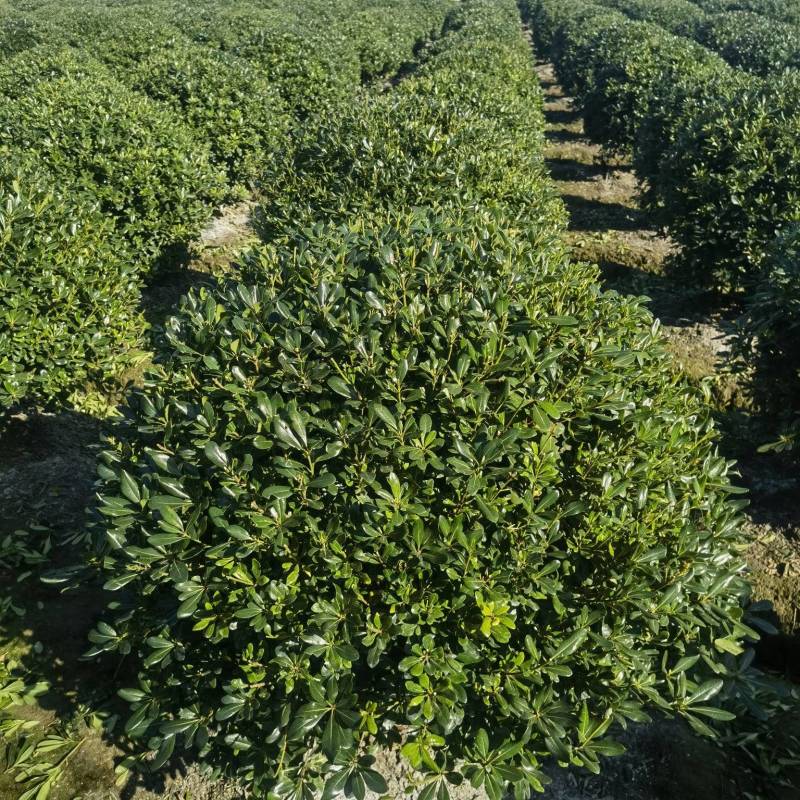 海桐基地，色泽鲜艳，植株健壮，各种规格齐全
