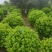海桐基地，色泽鲜艳，植株健壮，各种规格齐全