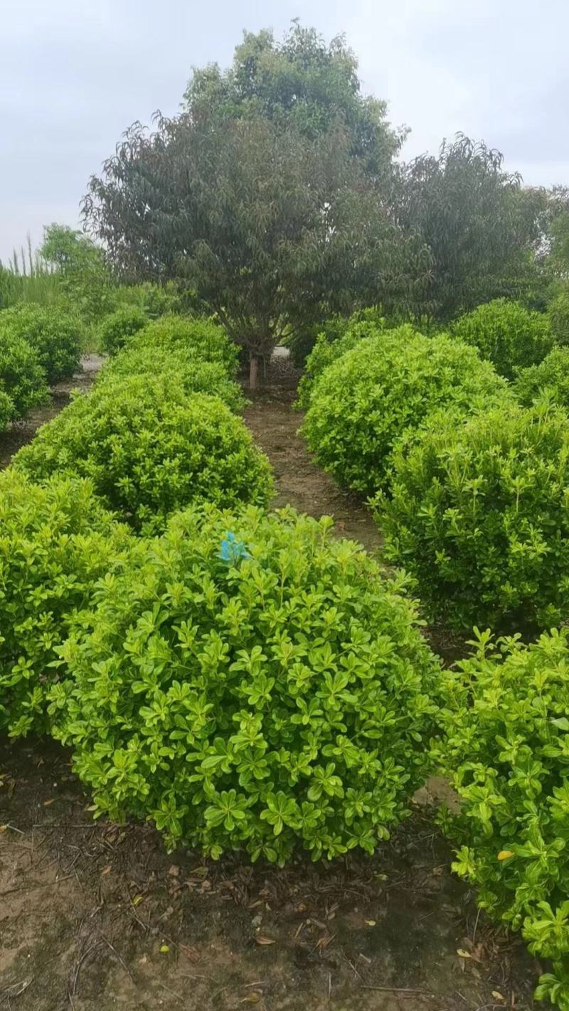 海桐基地，色泽鲜艳，植株健壮，各种规格齐全