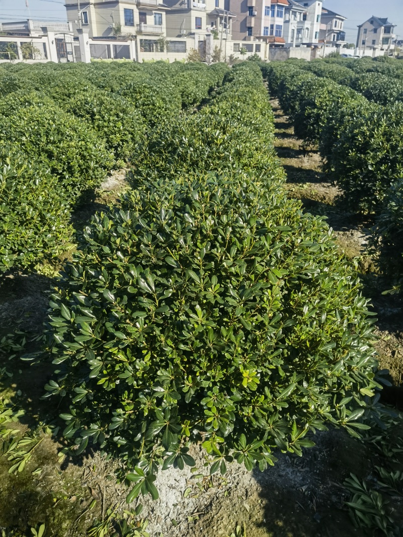 海桐基地，色泽鲜艳，植株健壮，各种规格齐全