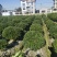 海桐基地，色泽鲜艳，植株健壮，各种规格齐全