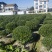 海桐基地，色泽鲜艳，植株健壮，各种规格齐全