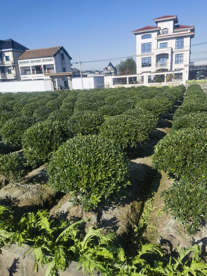 海桐基地，色泽鲜艳，植株健壮，各种规格齐全