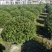 海桐基地，色泽鲜艳，植株健壮，各种规格齐全