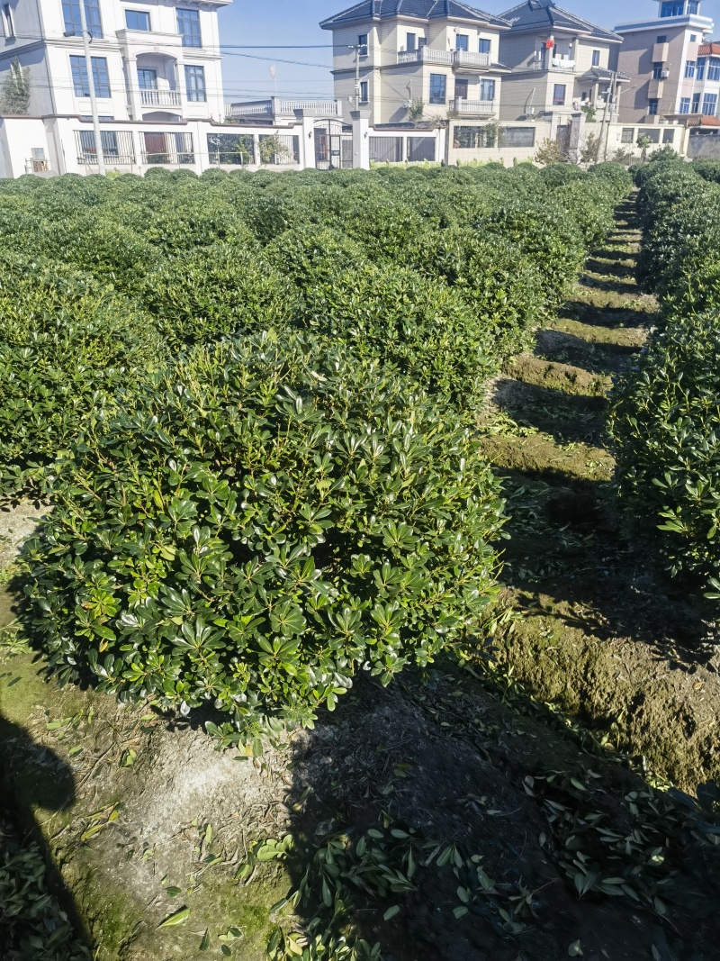 海桐基地，色泽鲜艳，植株健壮，各种规格齐全