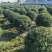 海桐基地，色泽鲜艳，植株健壮，各种规格齐全