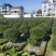 海桐基地，色泽鲜艳，植株健壮，各种规格齐全
