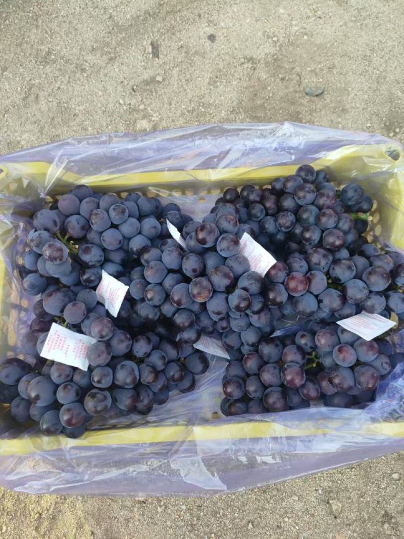精品巨峰颗粒饱满过节走亲串友一筐15斤品质保证