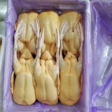 黄皮鸭
