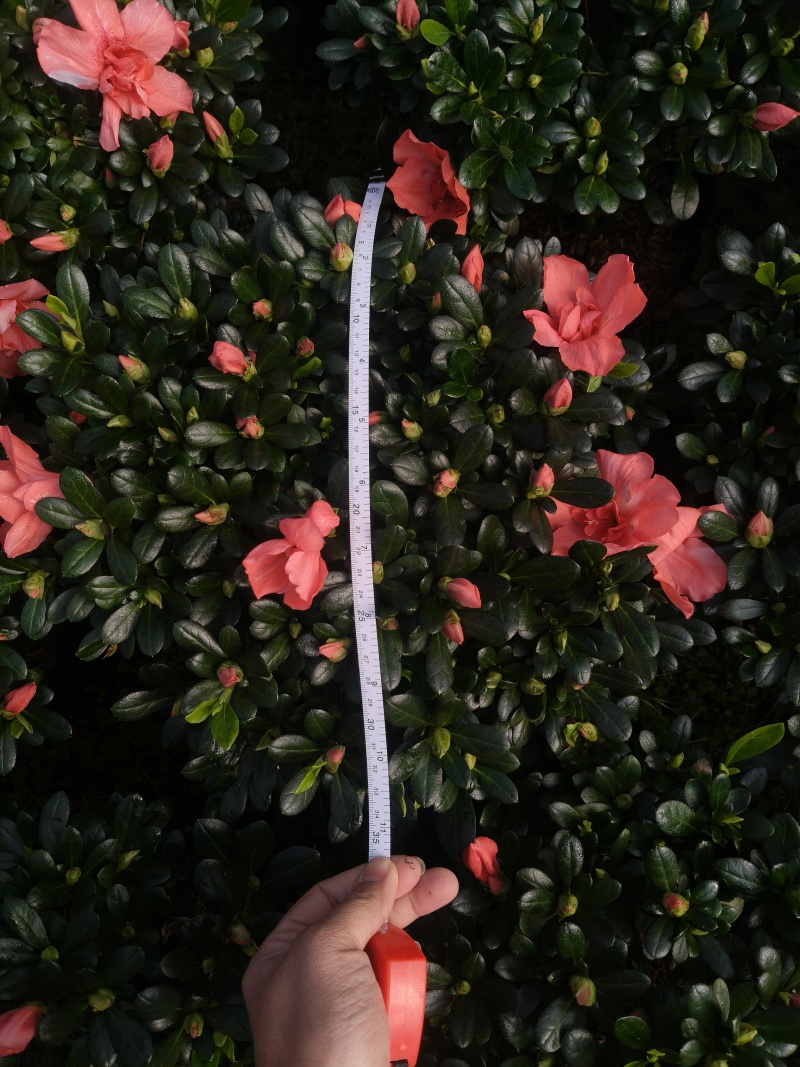 胭脂红杜鹃花多种规格