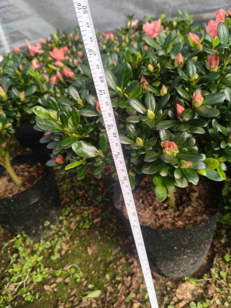 胭脂红杜鹃花多种规格