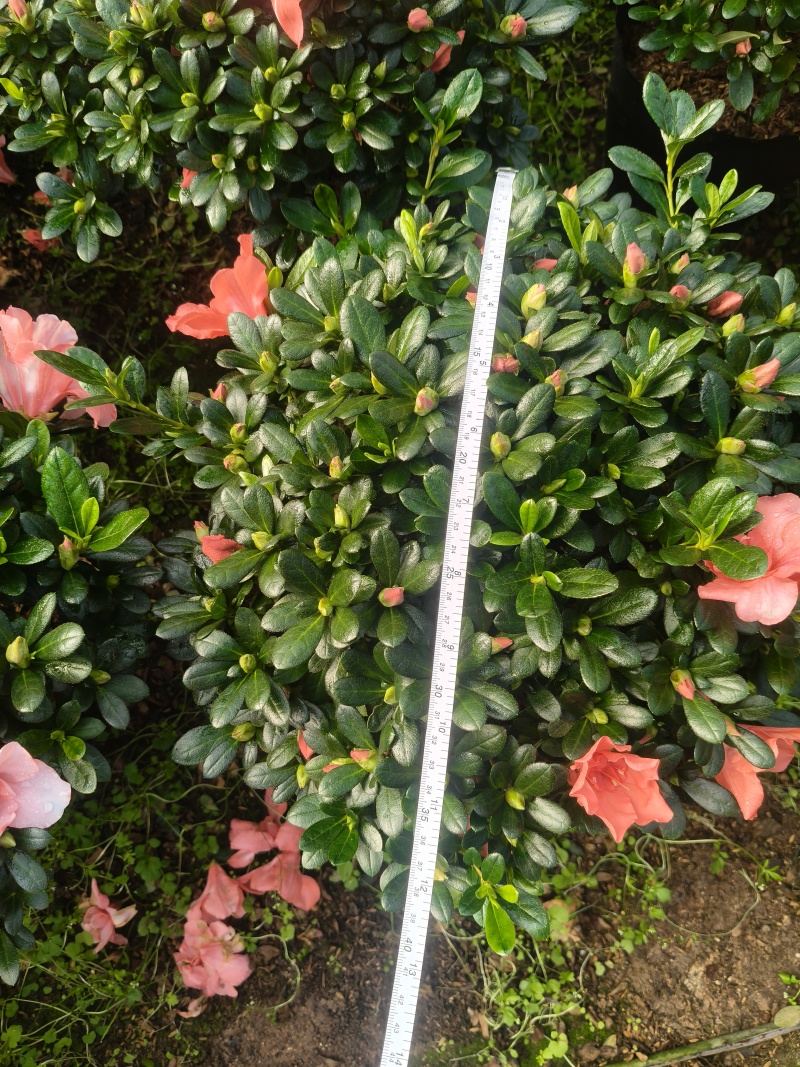 胭脂红杜鹃花多种规格