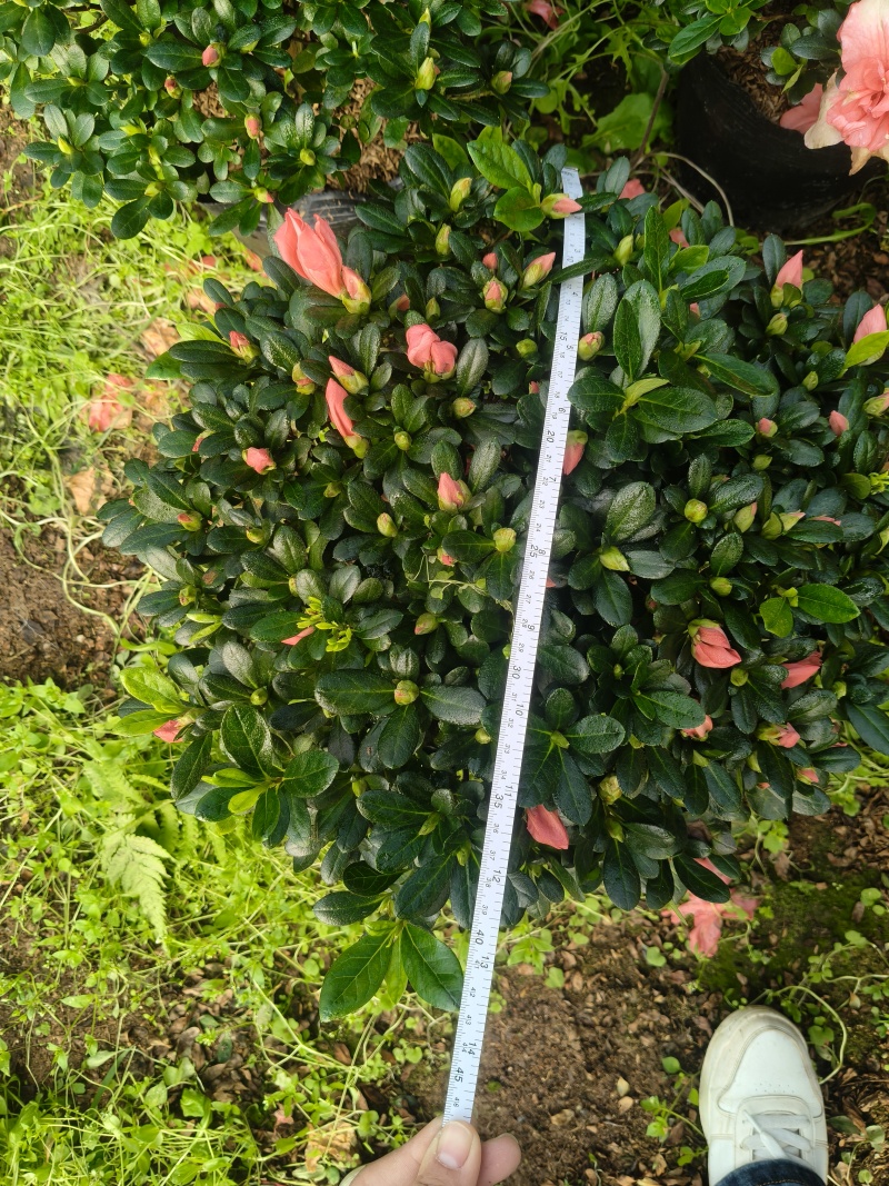 胭脂红杜鹃花多种规格