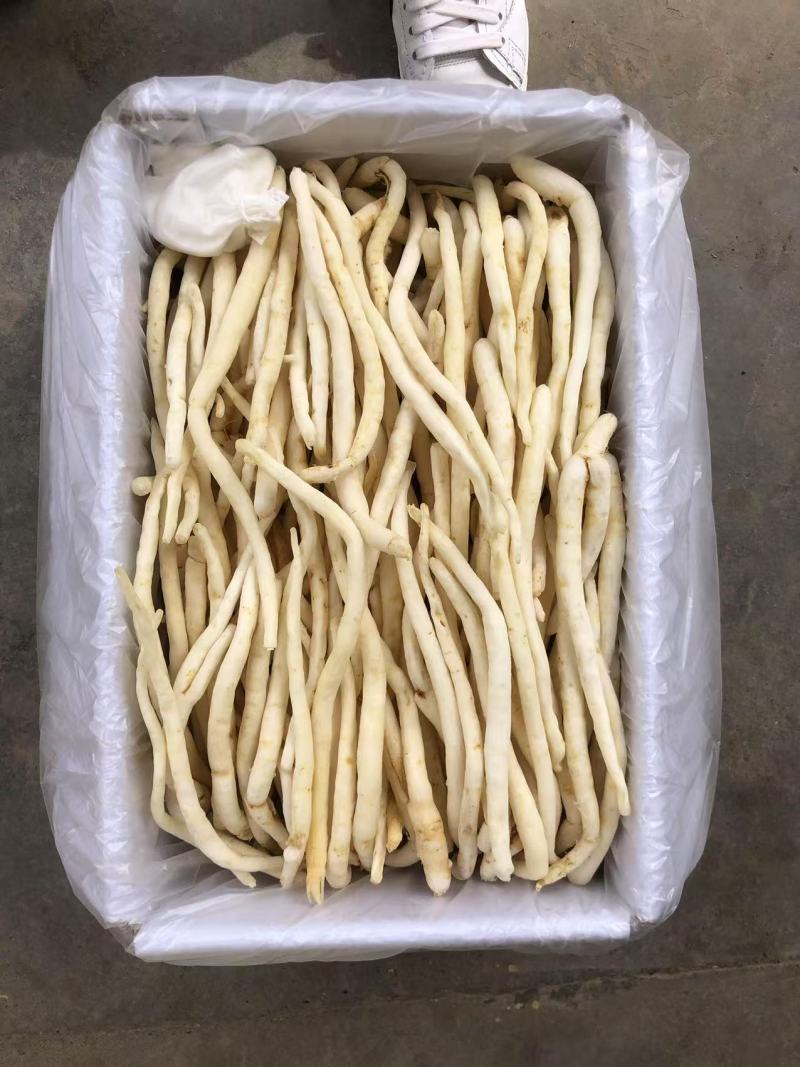 川明参又叫沙参有硫无硫干货规格齐全量大从优