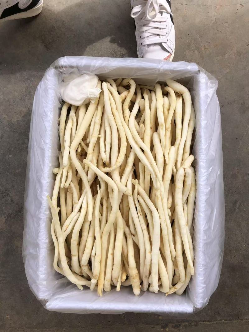 川明参又叫沙参有硫无硫干货规格齐全量大从优