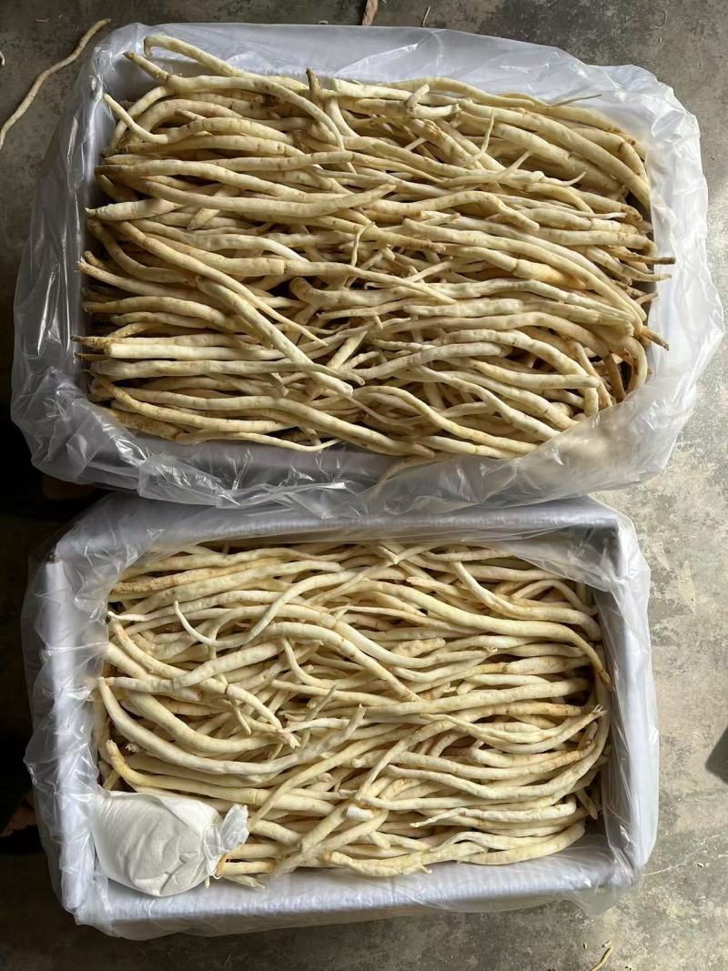 川明参又叫沙参有硫无硫干货规格齐全量大从优