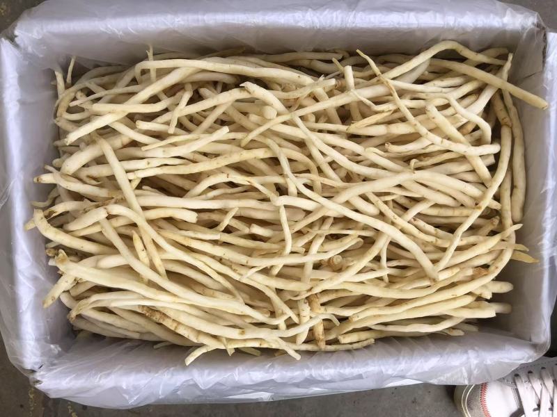 川明参又叫沙参有硫无硫干货规格齐全量大从优