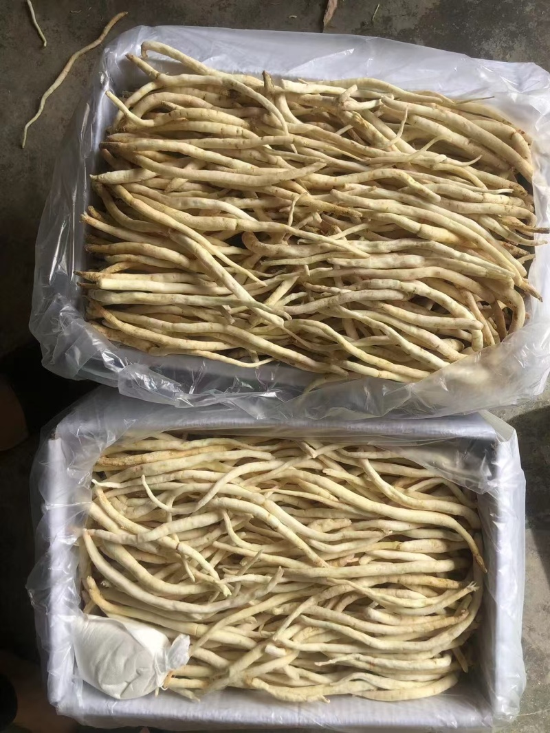 川明参又叫沙参有硫无硫干货规格齐全量大从优