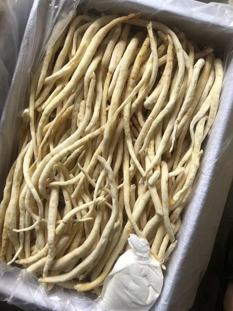 川明参又叫沙参有硫无硫干货规格齐全量大从优