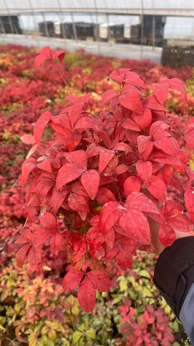 火焰南天基地，杯苗地苗，色泽鲜艳，植株健壮，各种规格齐全