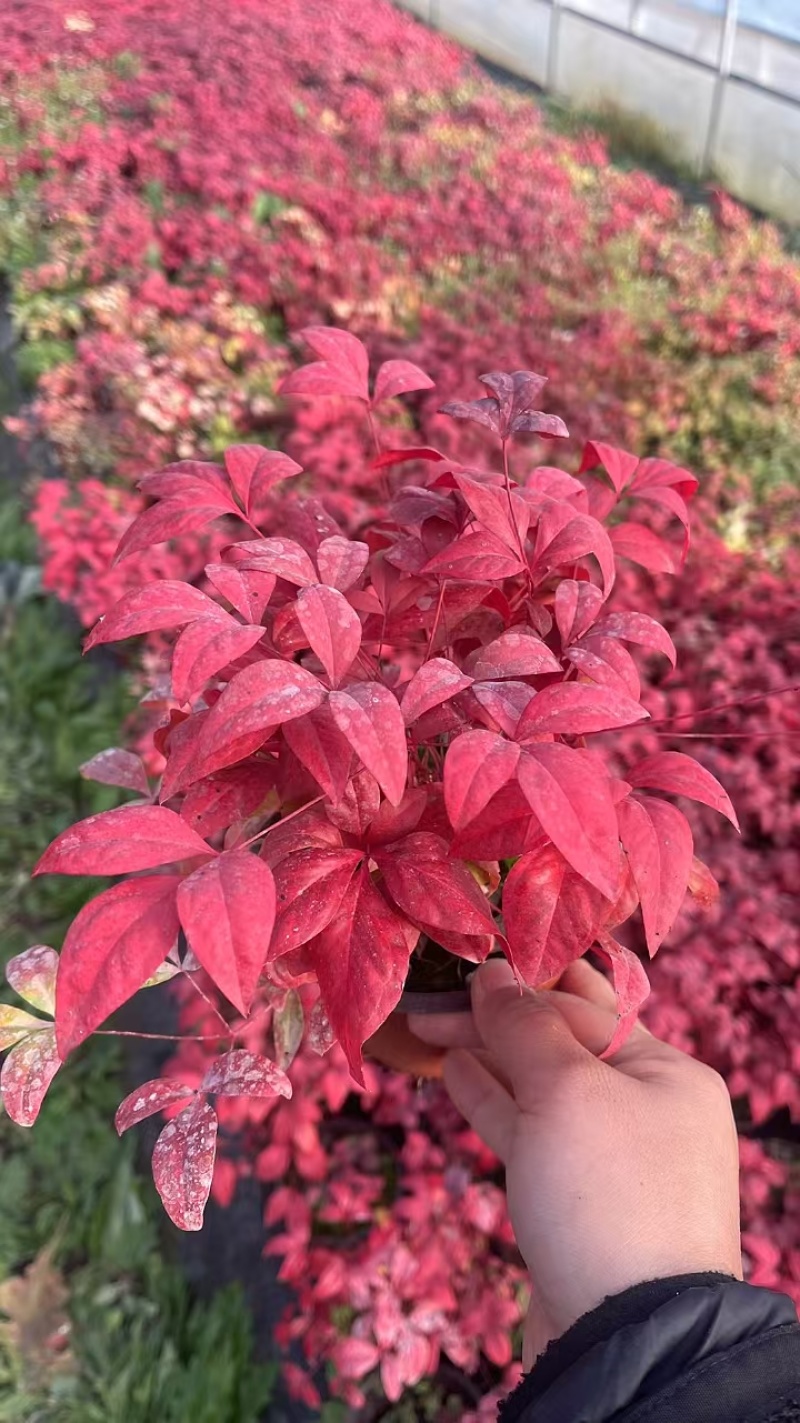 火焰南天基地，杯苗地苗，色泽鲜艳，植株健壮，各种规格齐全