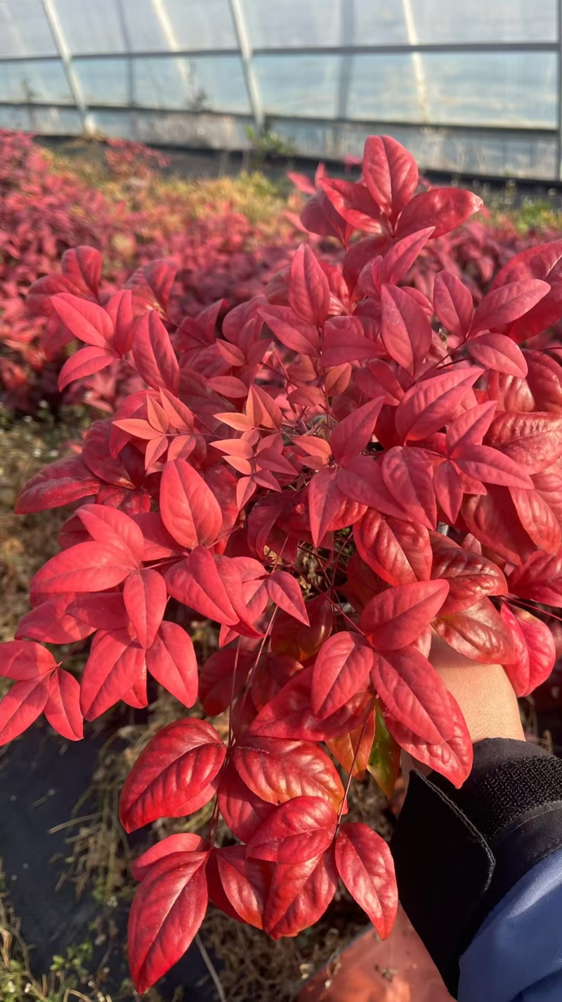 火焰南天基地，杯苗地苗，色泽鲜艳，植株健壮，各种规格齐全