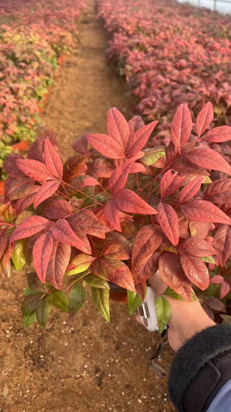 火焰南天基地，杯苗地苗，色泽鲜艳，植株健壮，各种规格齐全