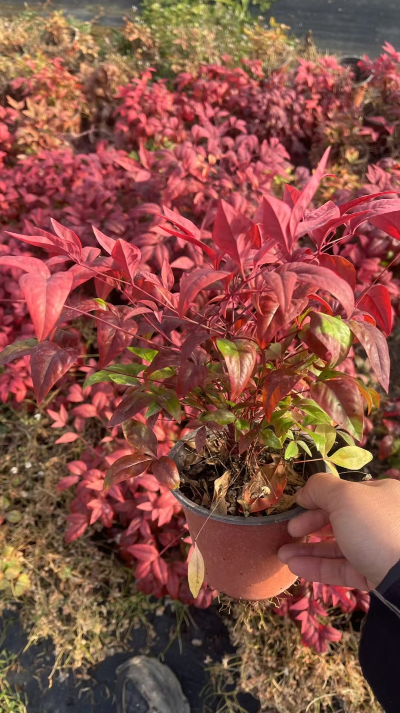 火焰南天基地，杯苗地苗，色泽鲜艳，植株健壮，各种规格齐全