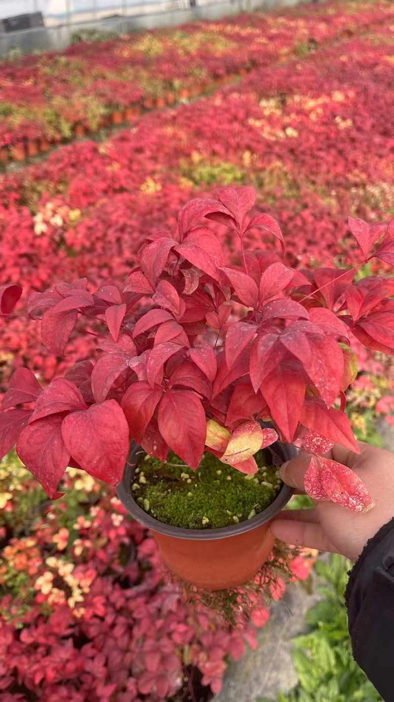 火焰南天基地，杯苗地苗，色泽鲜艳，植株健壮，各种规格齐全