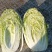 襄城县崔结实代收各种疏菜瓜果欢迎您？精品大白菜正在大量上