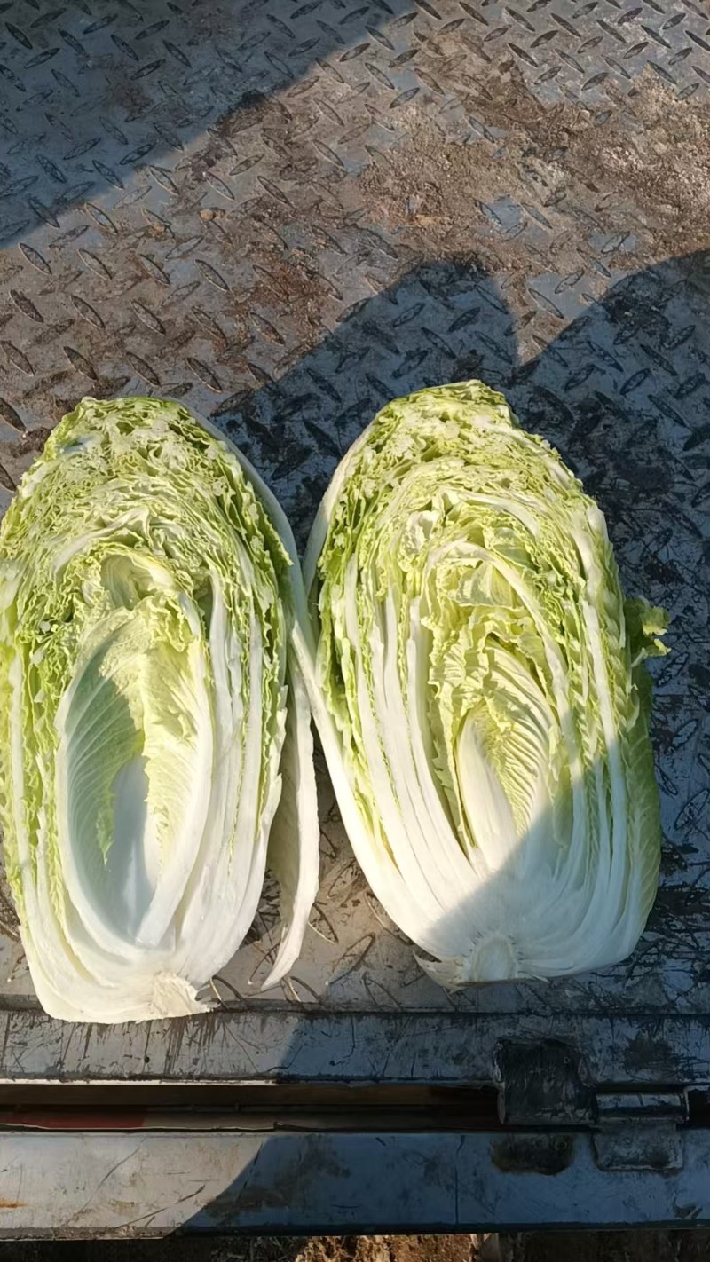 襄城县崔结实代收各种疏菜瓜果欢迎您？精品大白菜正在大量上