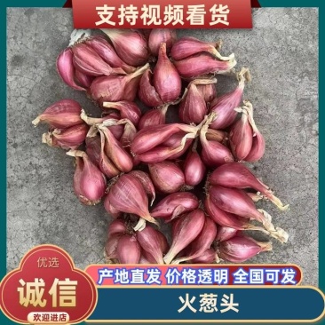 四川葱头火葱头黄葱红葱头/白葱规格齐全/量大从优/产地直发