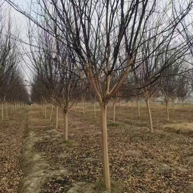 紫薇基地，色泽鲜艳，植株健壮，各种规格齐全