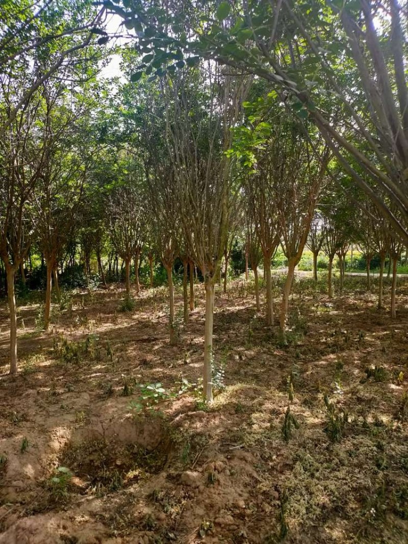 紫薇基地，色泽鲜艳，植株健壮，各种规格齐全