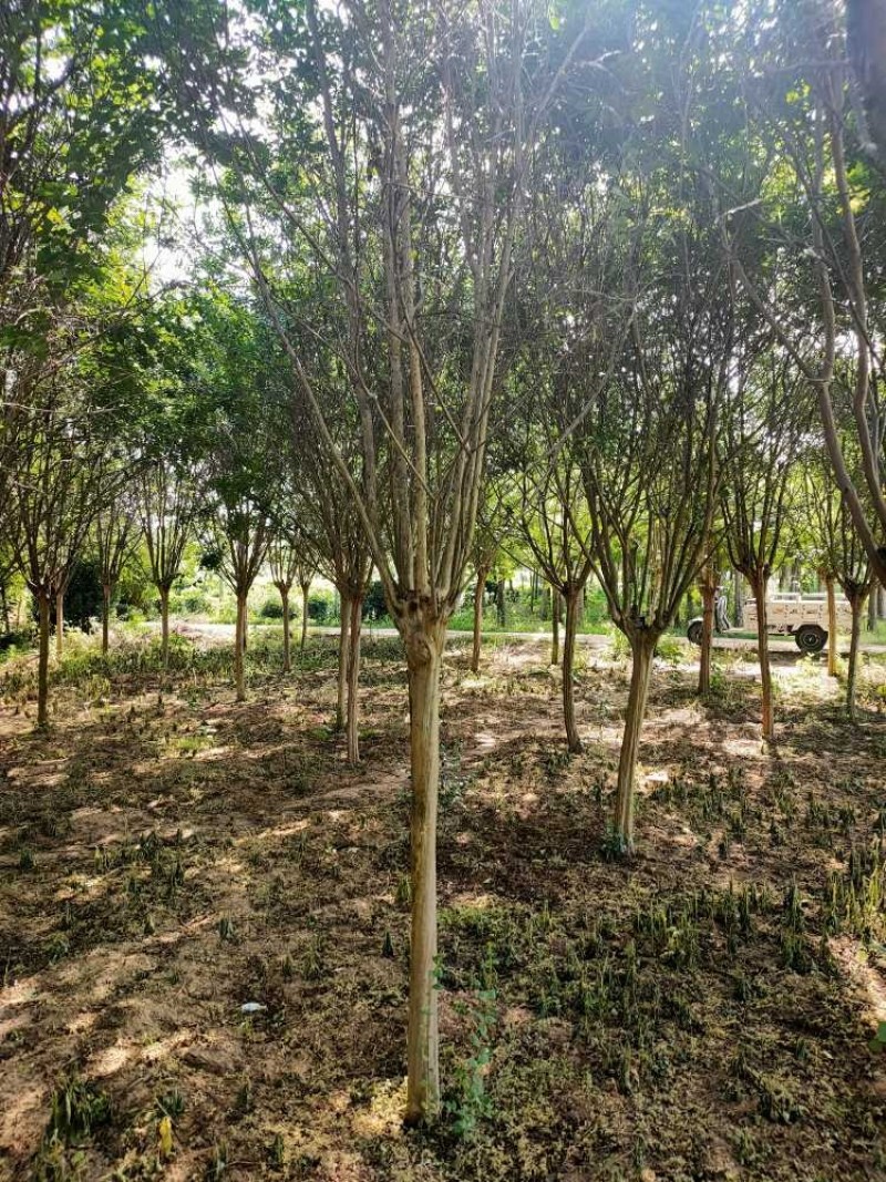 紫薇基地，色泽鲜艳，植株健壮，各种规格齐全