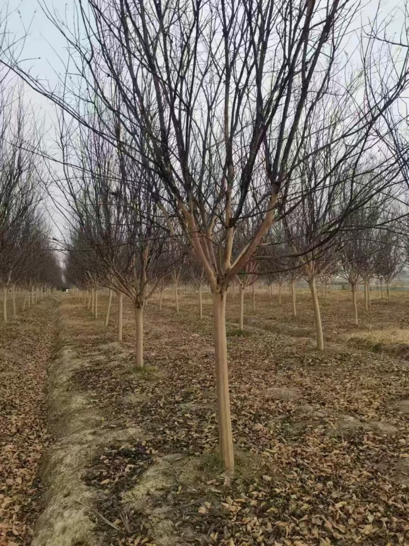 紫薇基地，色泽鲜艳，植株健壮，各种规格齐全