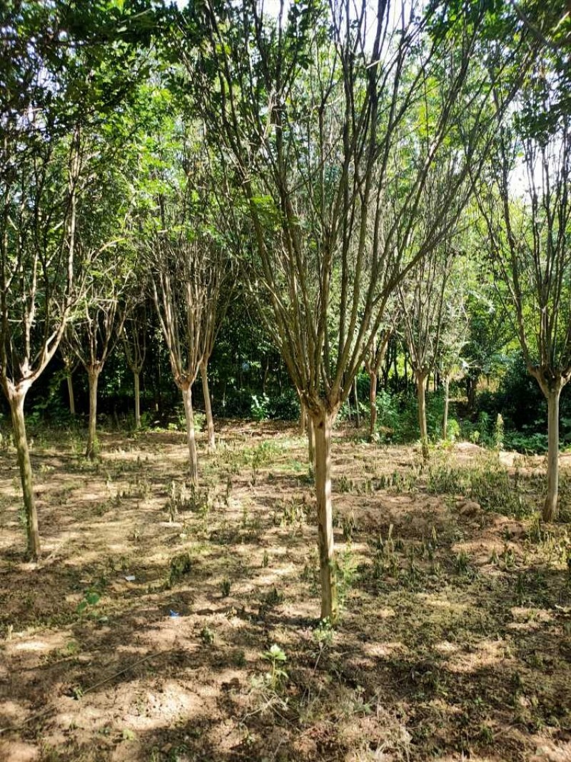 紫薇基地，色泽鲜艳，植株健壮，各种规格齐全
