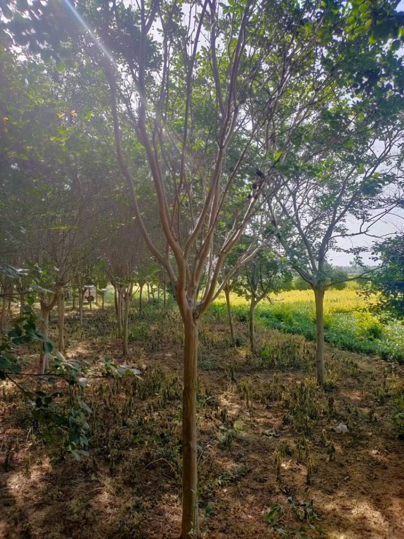 紫薇基地，色泽鲜艳，植株健壮，各种规格齐全