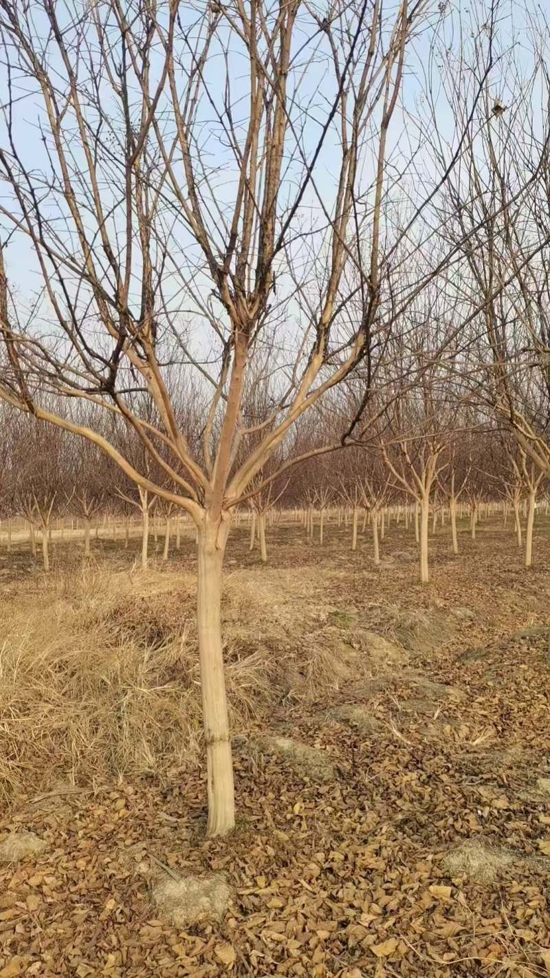 紫薇基地，色泽鲜艳，植株健壮，各种规格齐全