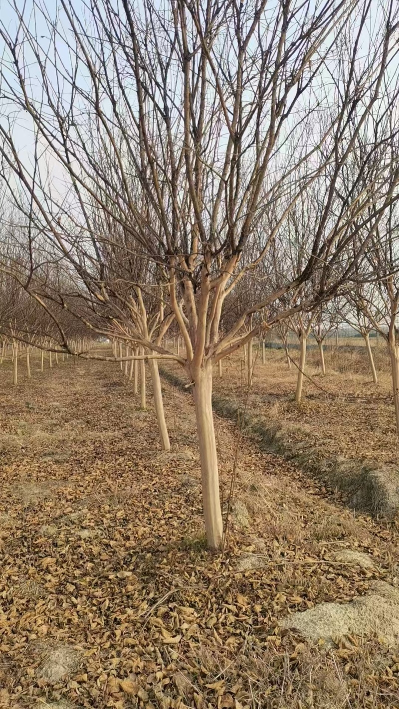紫薇基地，色泽鲜艳，植株健壮，各种规格齐全