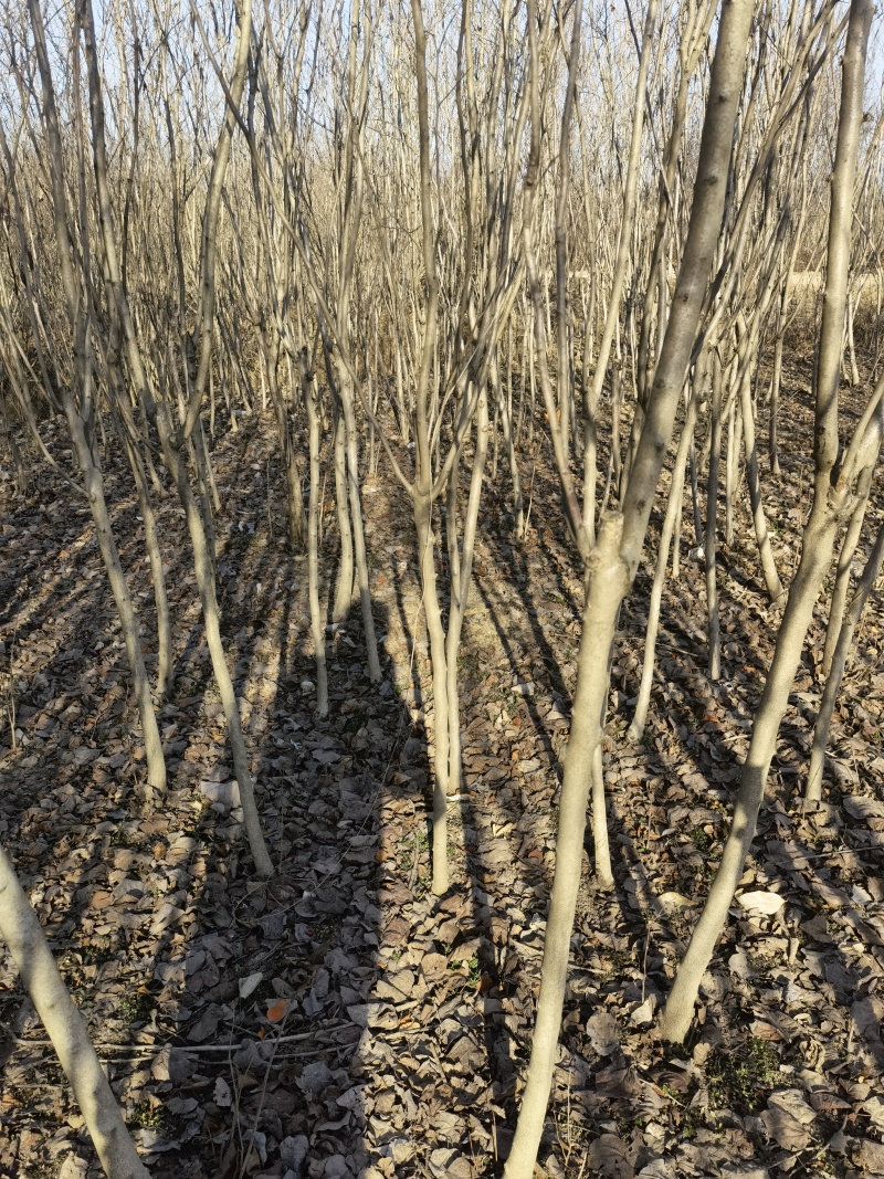 紫薇基地，色泽鲜艳，植株健壮，各种规格齐全